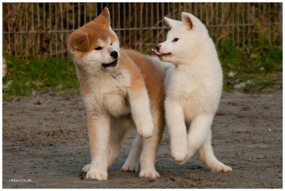 Akita Inu 