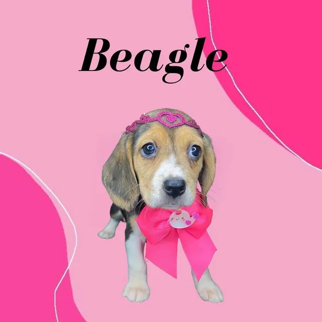 Beagle em 10x na Wet Nose 