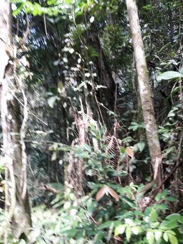 Fazenda 80 alqueires...Miracatu-SP com bananal - Foto 11