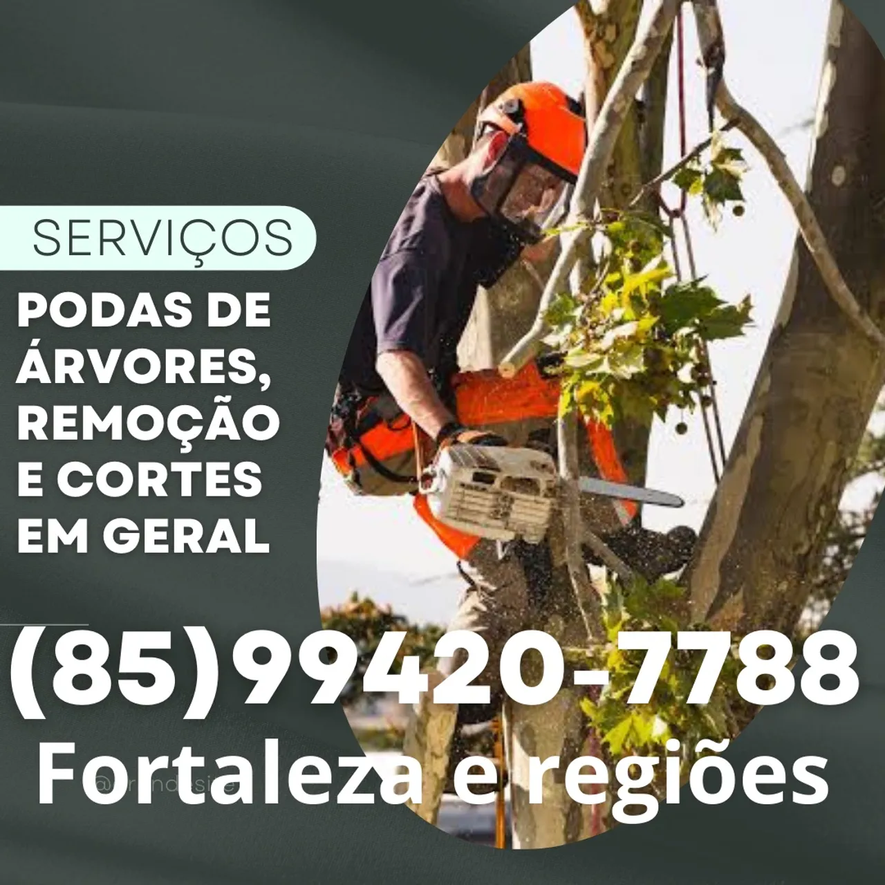 PODA DE ÁRVORES E CORTES, FORTALEZA E REGIÕES
