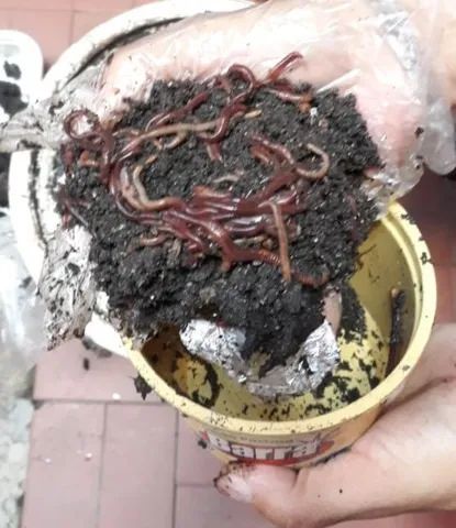 100 Minhocas Californianas para Compostagem - Foto 2
