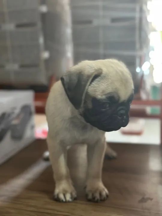 Filhote de Pug - Macho e Fêmea - Foto 3