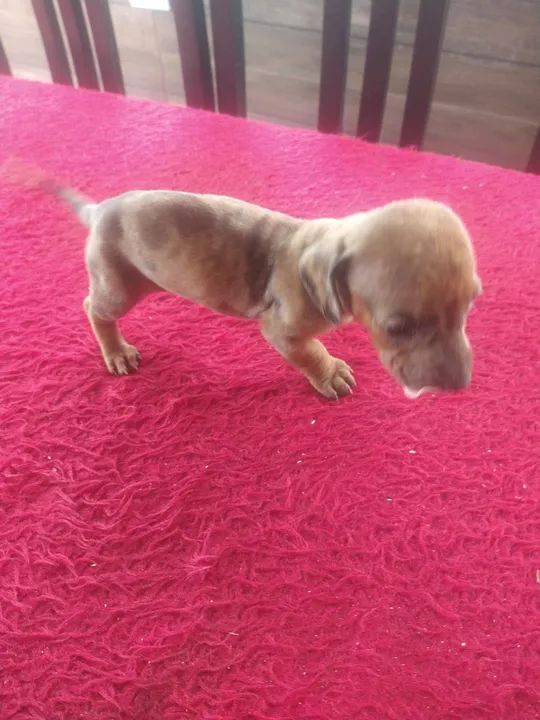 Bassê,, fêmea e machinho  - Foto 3