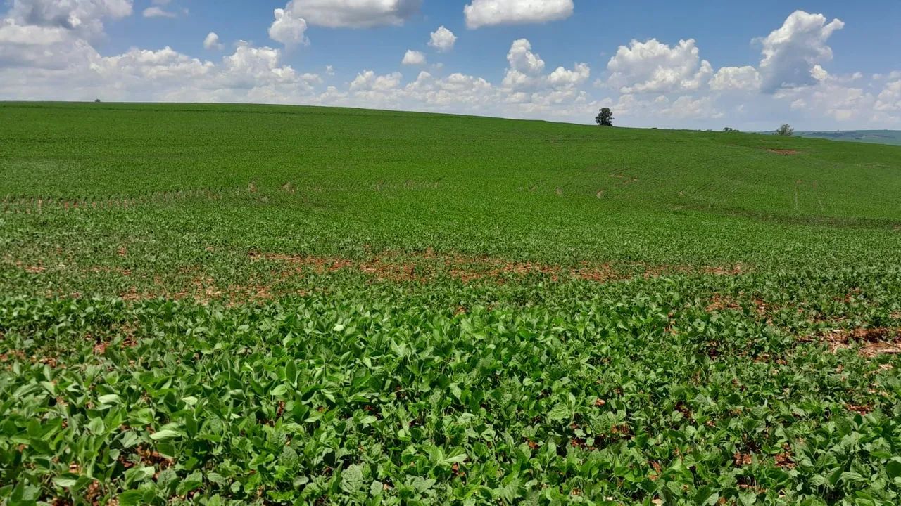 Fazenda de 84 alqueiro  - Foto 2
