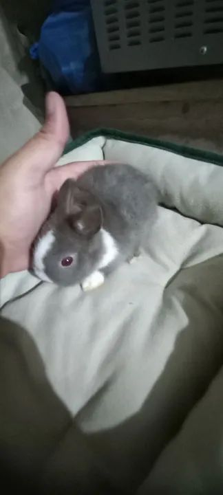 Filhotes anões  - Foto 3