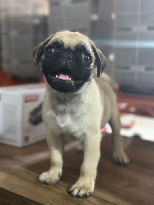 Filhote de Pug - Macho e Fêmea