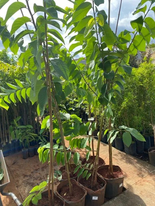 Mudas de Atemoia - Plantas de Fruto