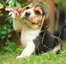 Beagle para todos 