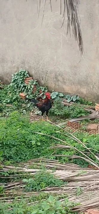 Galinha caipira  - Foto 3