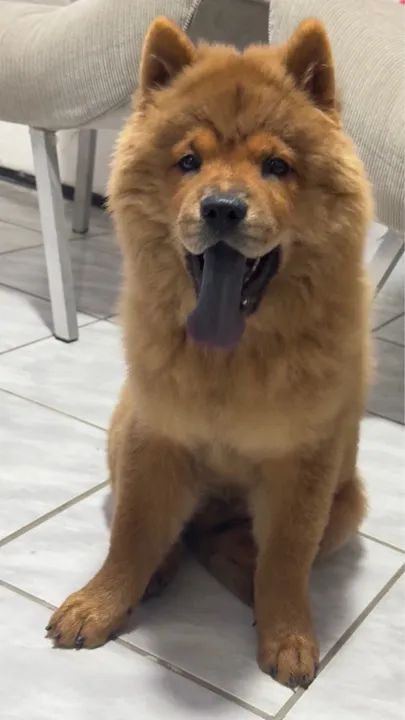 Filhote Chow Chow