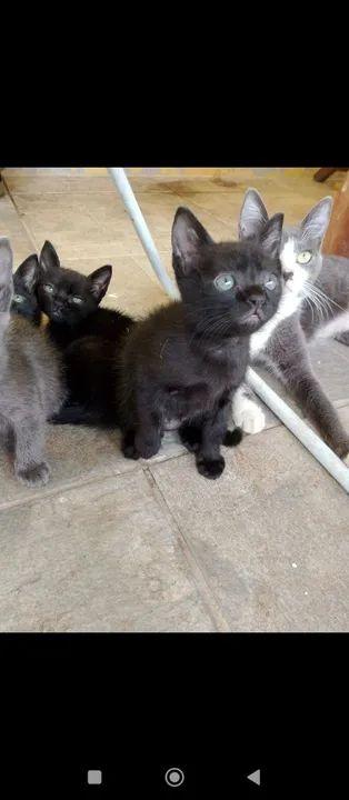 Gatinhas fêmeas fofinhos para adoção