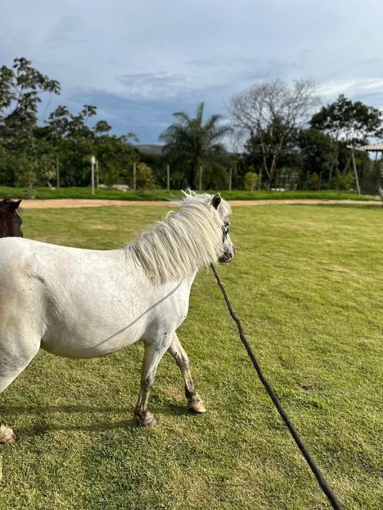 Casal de mini pôneis  - Foto 6