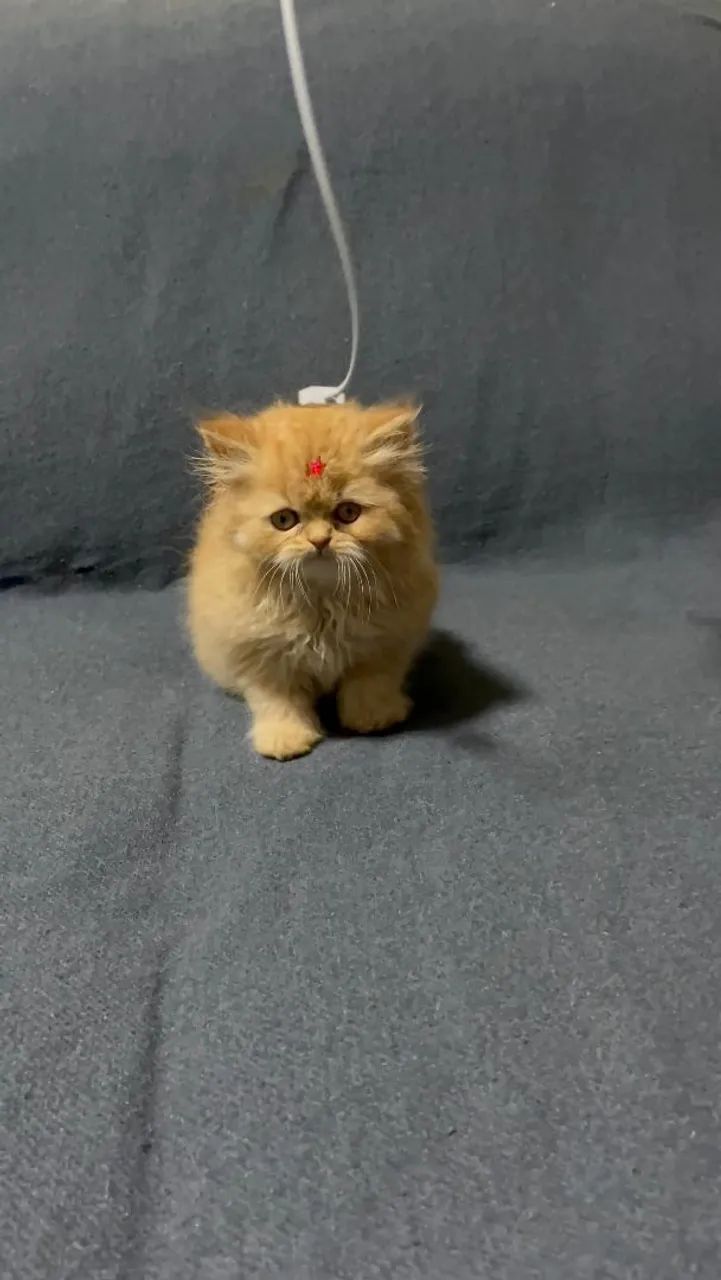 Persa ideais pra sua família - Foto 2