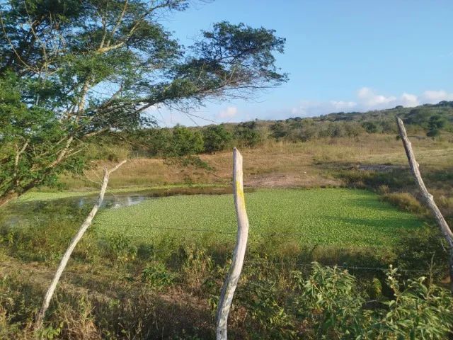Fazenda em Altinho/PE à Venda (FA0197-DV) - Foto 5