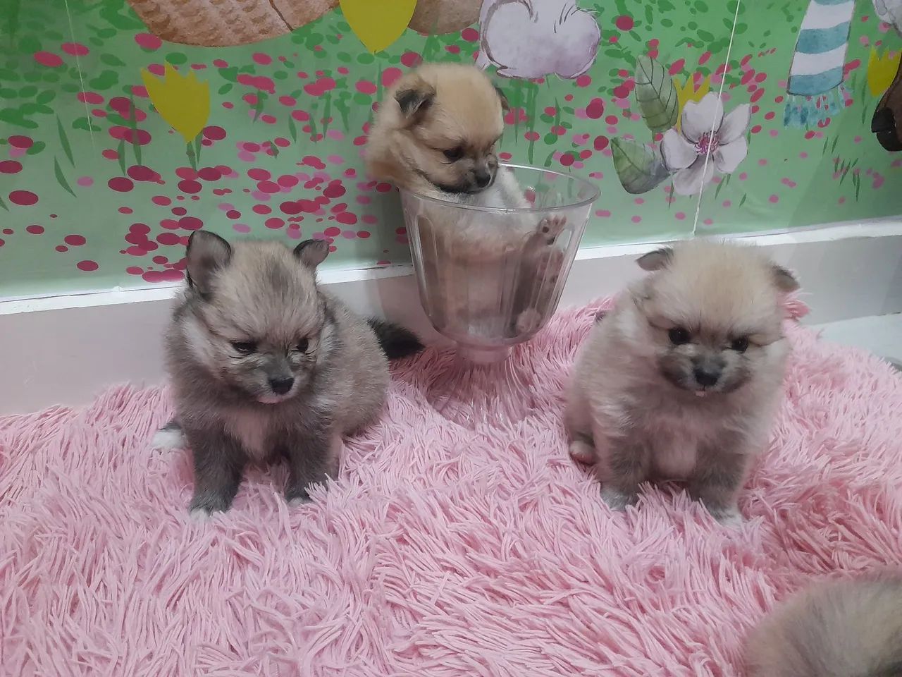 lulu da pomerania fêmea 3,500 - Foto 3