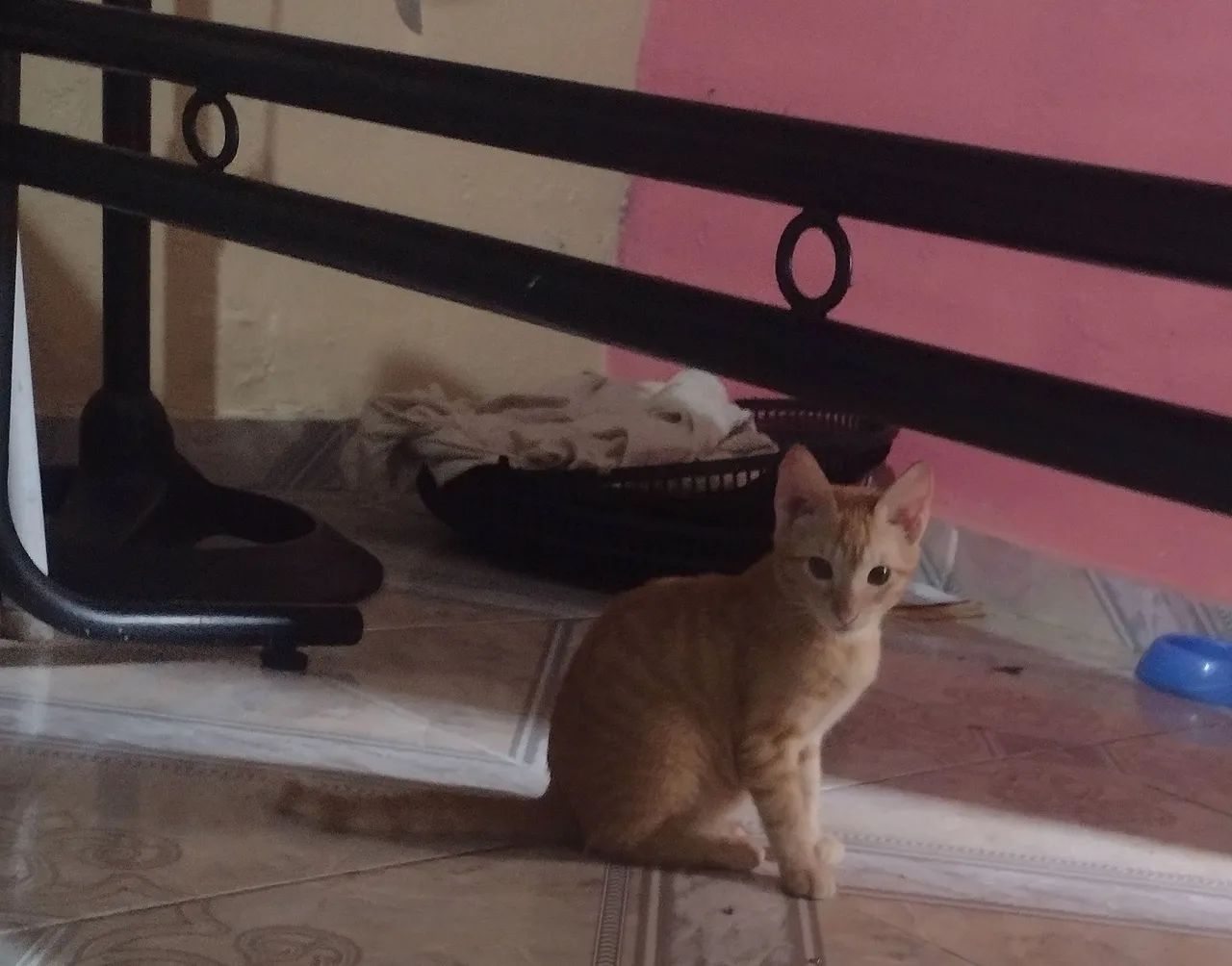 Gatinho fofo para adoção