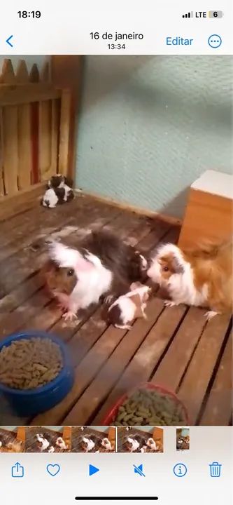 Filhotes de porquinho da Índia a venda