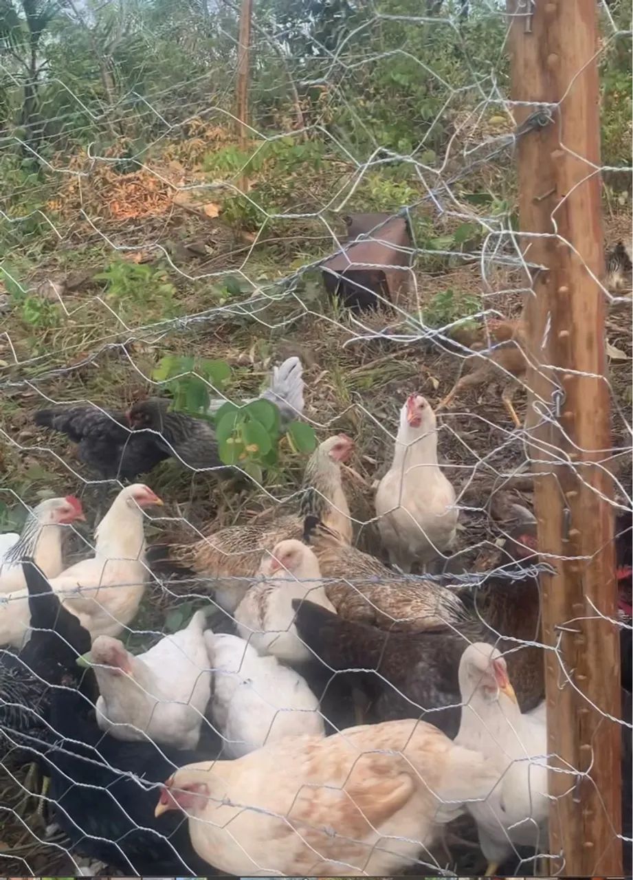 Ovos 100% galados coloridos GLC puro. - Foto 3