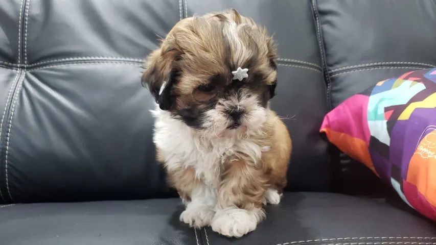 Lhasa Apso Mini Macho Compacto e Muito Sociável