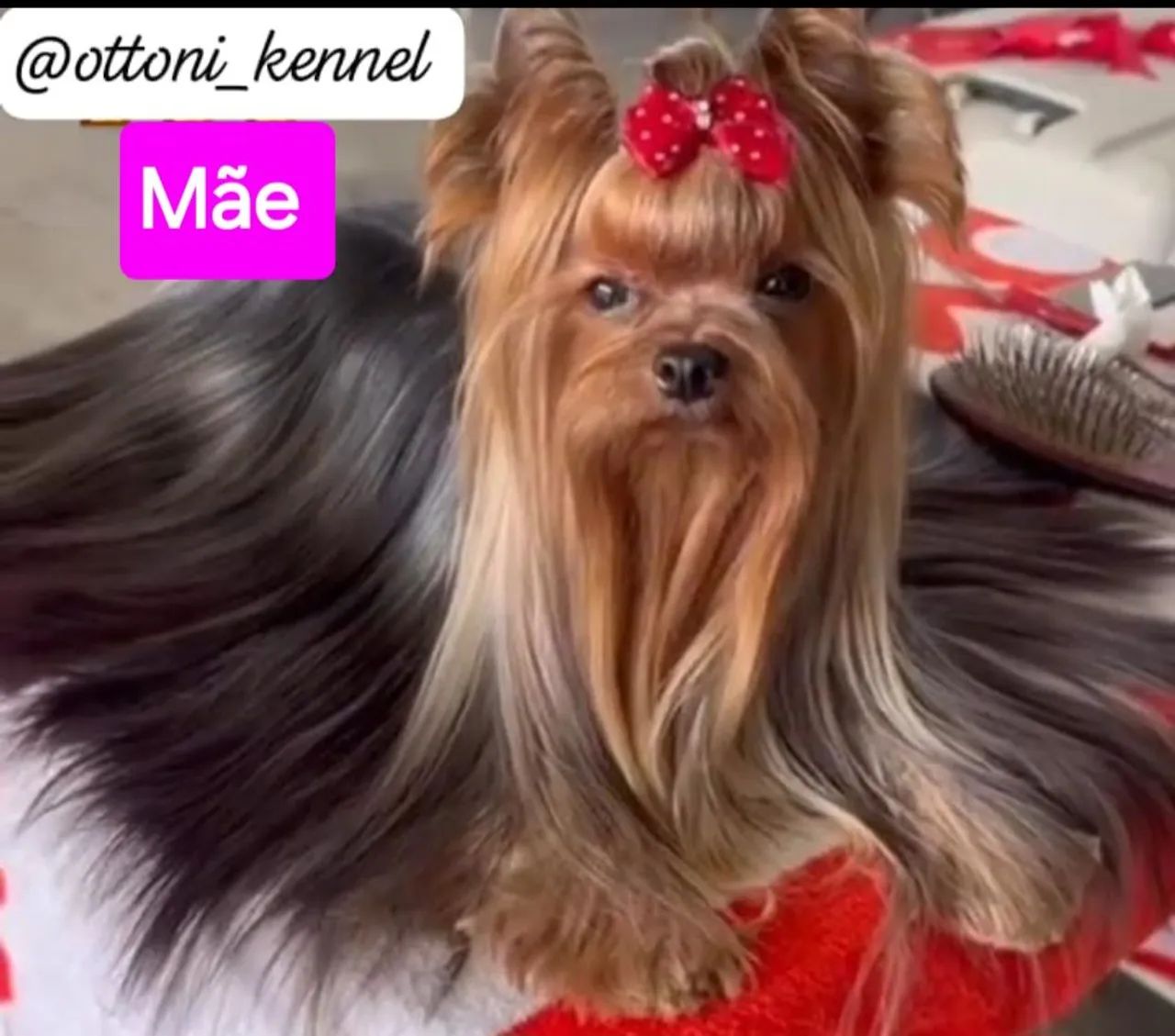 Yorkshire Terrier Macho - 60 dias - Apenas 600gr - Foto 3