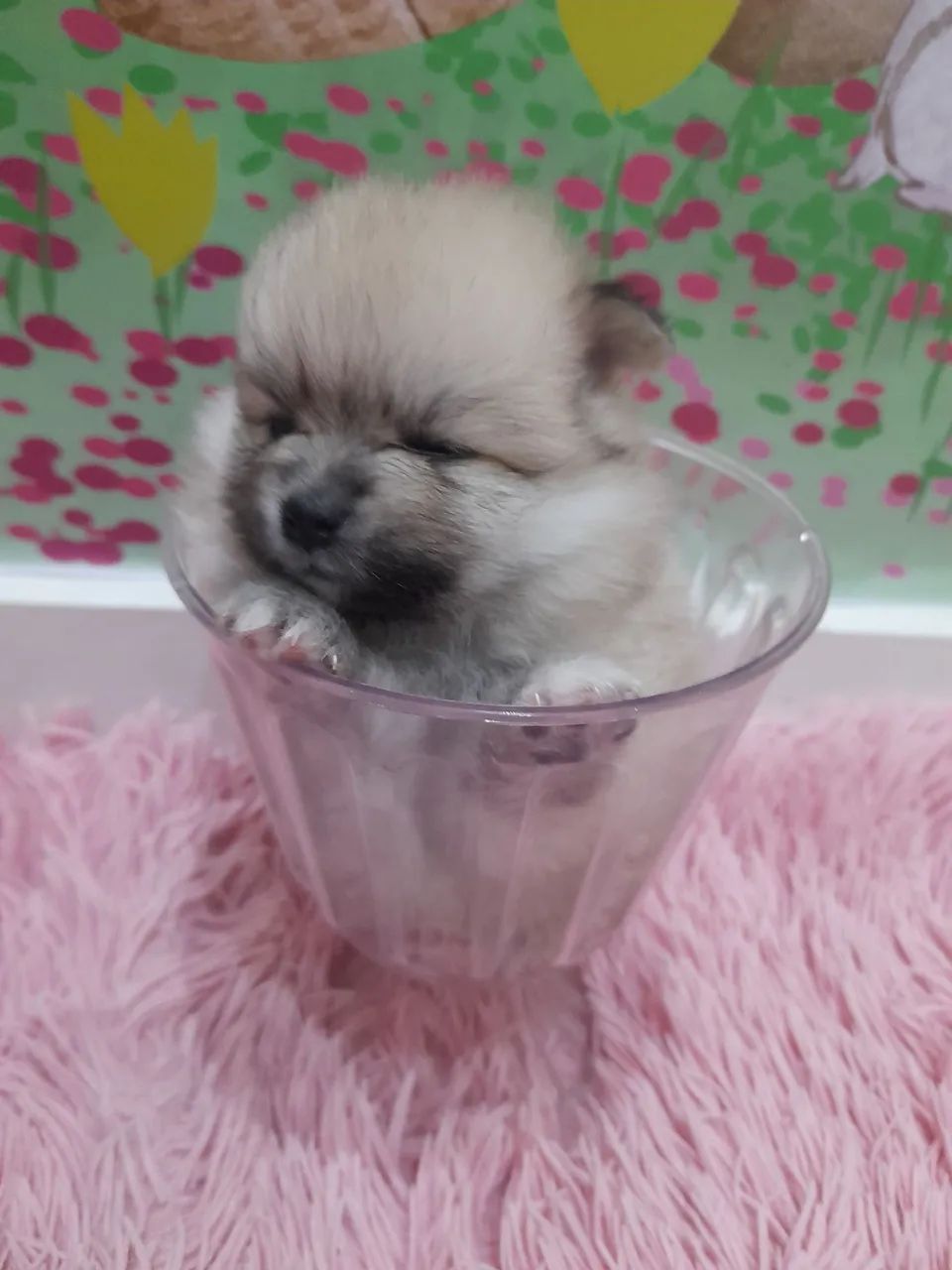 lulu da pomerania fêmea 3,500 - Foto 4