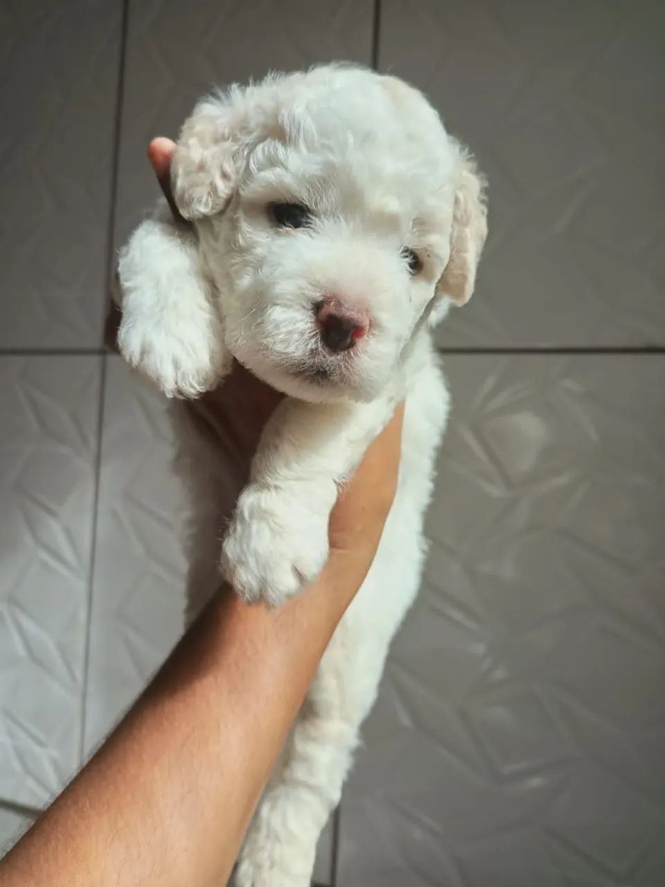 Filhote de Poodle branco - Foto 3