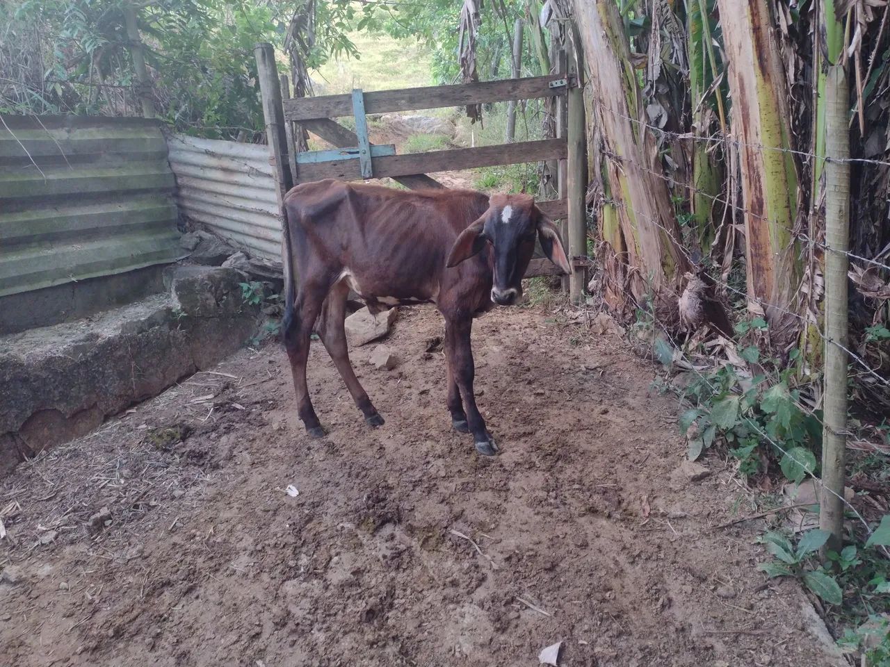 Vender se 4 bezerros  - Foto 3