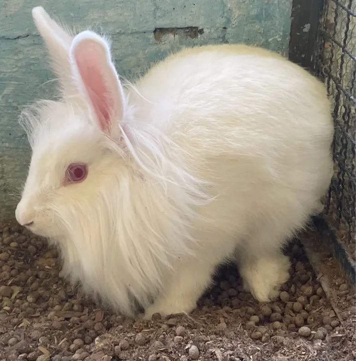 Lindos filhotes de coelhos  - Foto 5