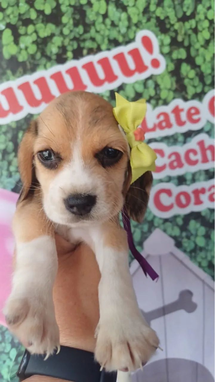   Fofuras Beagle 13 Polegadas +  Filhotinhos com Garantias e Vacinados  - Foto 5