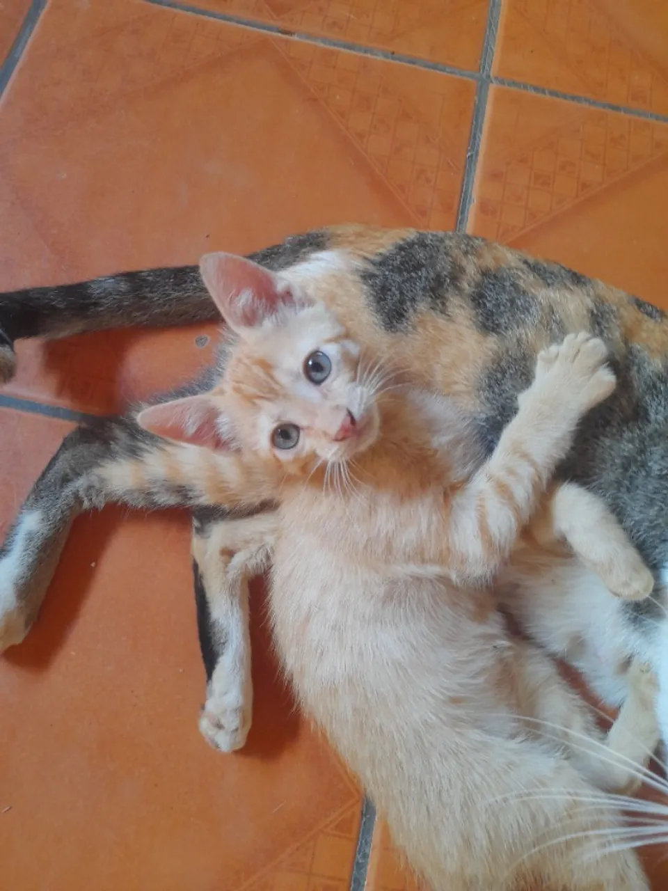 Gato doação