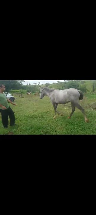 egua cavalo potra - Foto 3