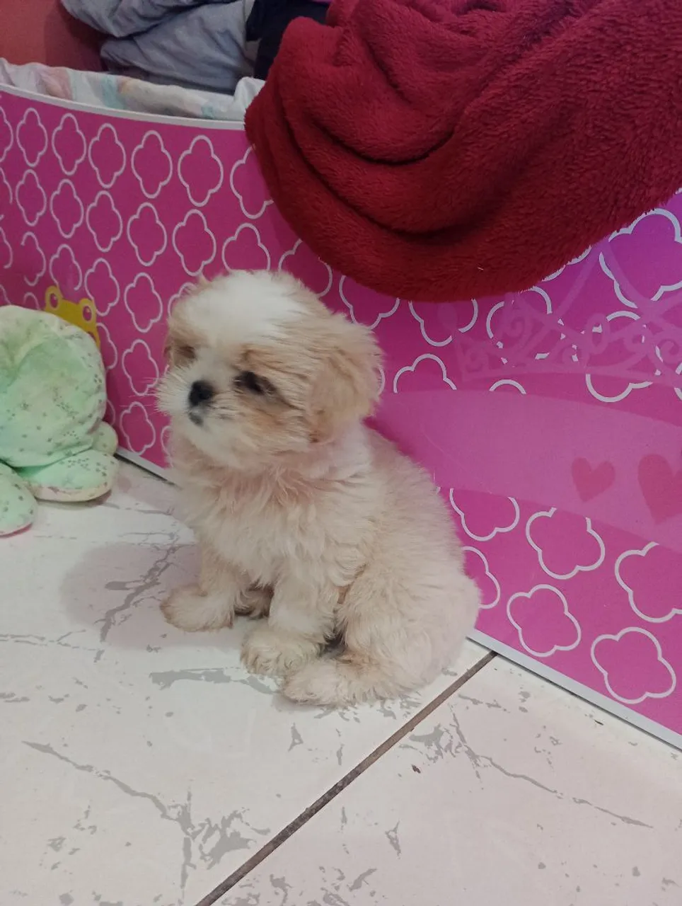 Filhote Shih Tzu