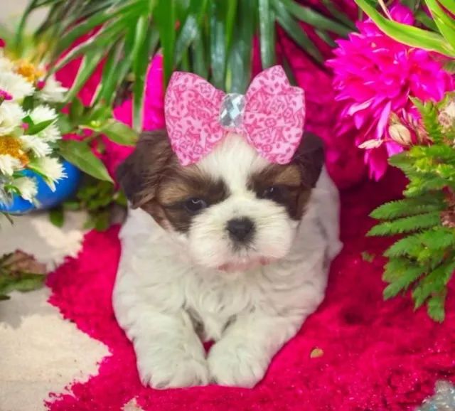 Shihtzu Mini Filhotes Muito Dóceis 