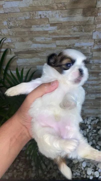 Filhote Shih tzu (macho, fêmea)  - Foto 3