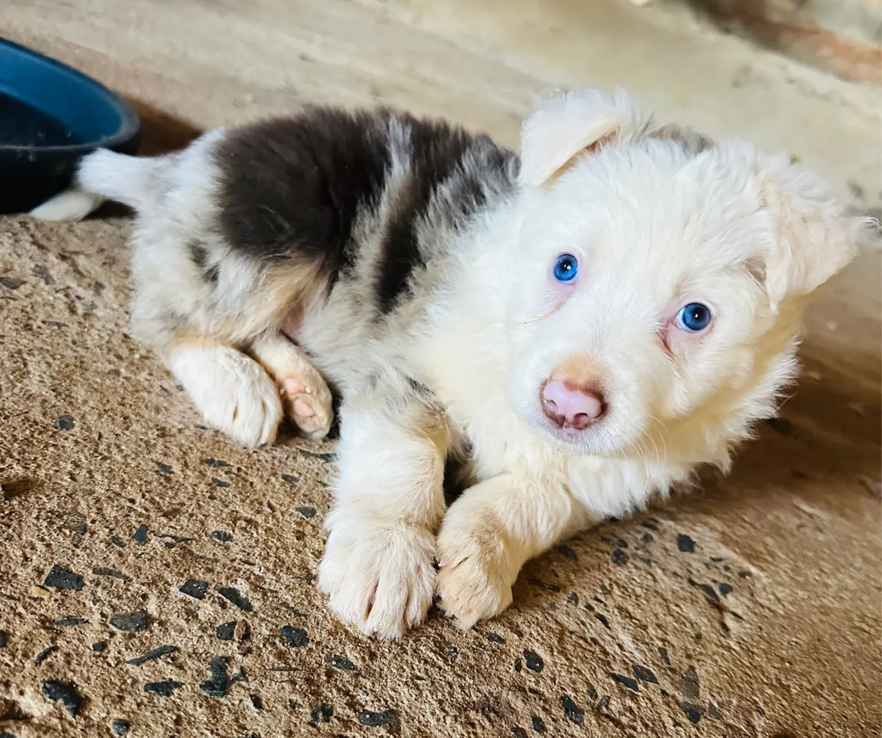 Filhote de Border Collie com olhos azuis macho
