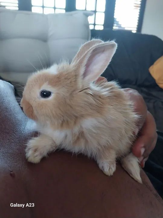 Adoção responsável: coelho lindo e dócil  - Foto 3