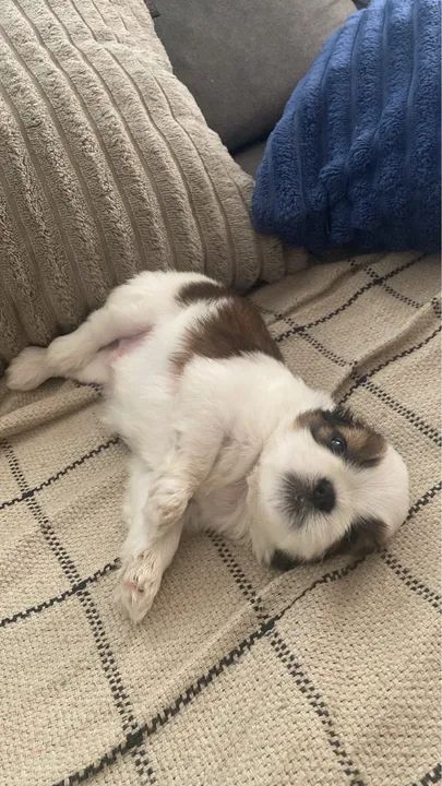 Filhote Shih tzu (macho, fêmea)  - Foto 2