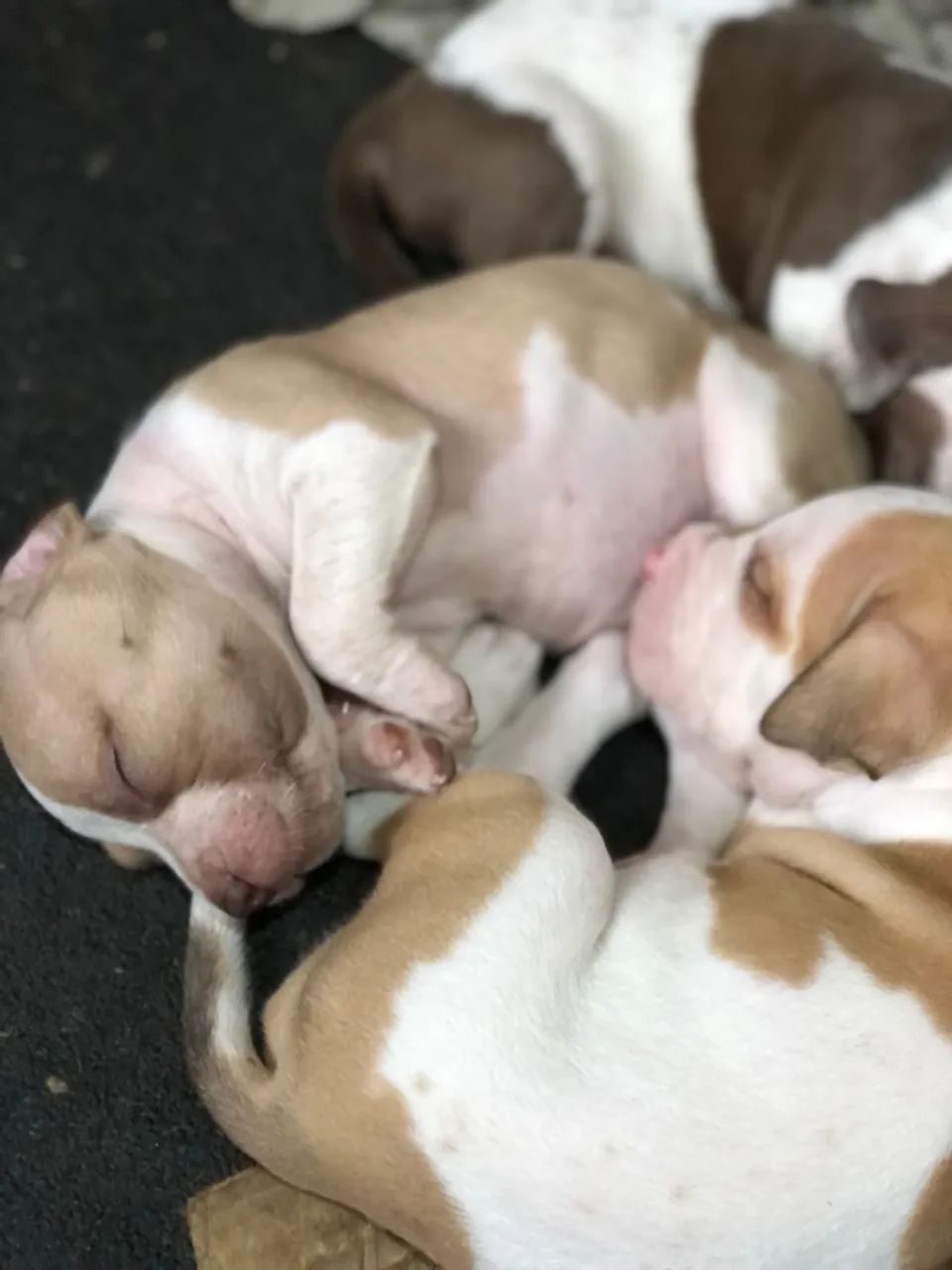 Filhotes de Pitbull 4 machos disponíve! - Foto 3