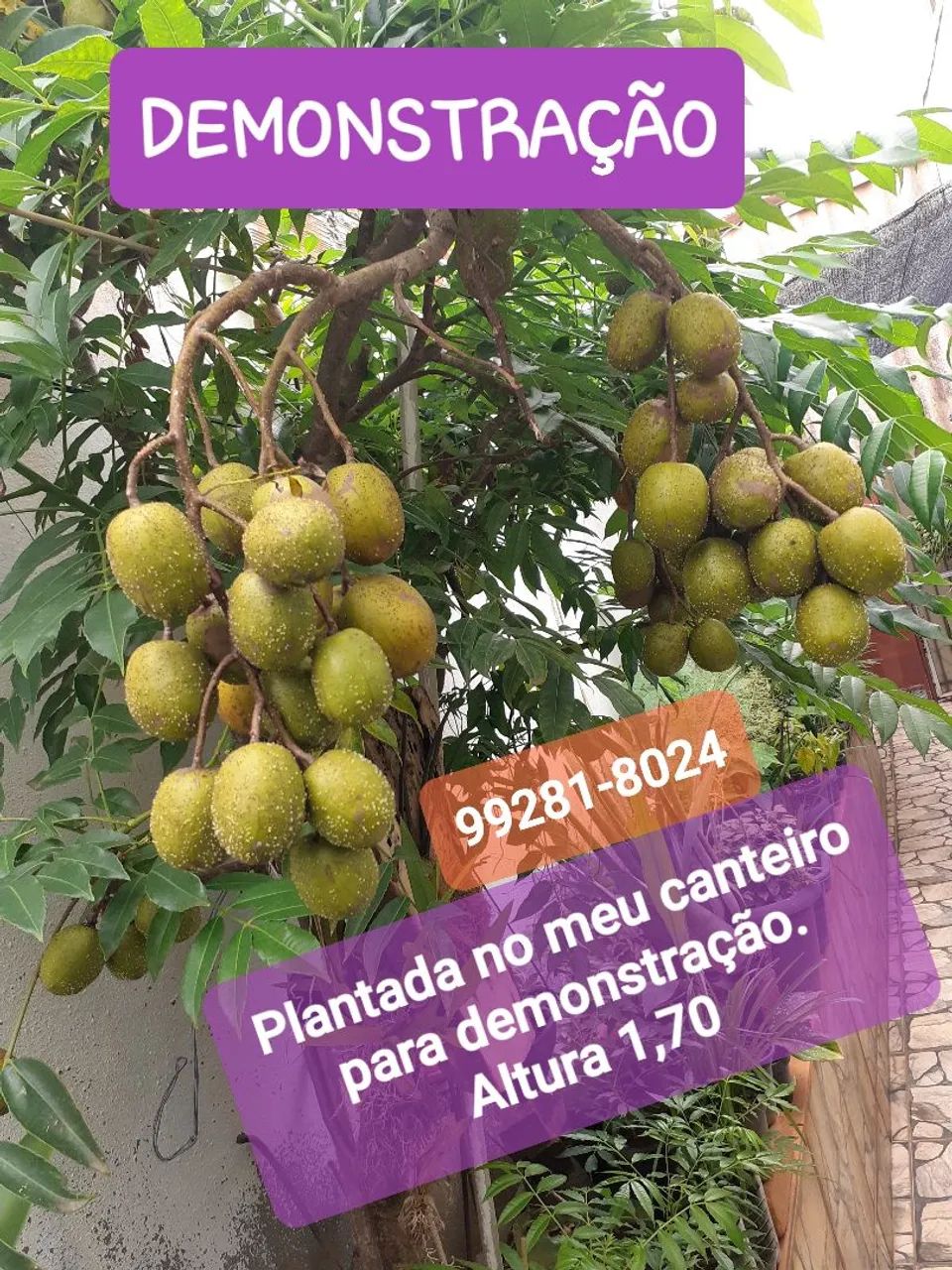Mini Frutífera cajamanga produzindo - Foto 4