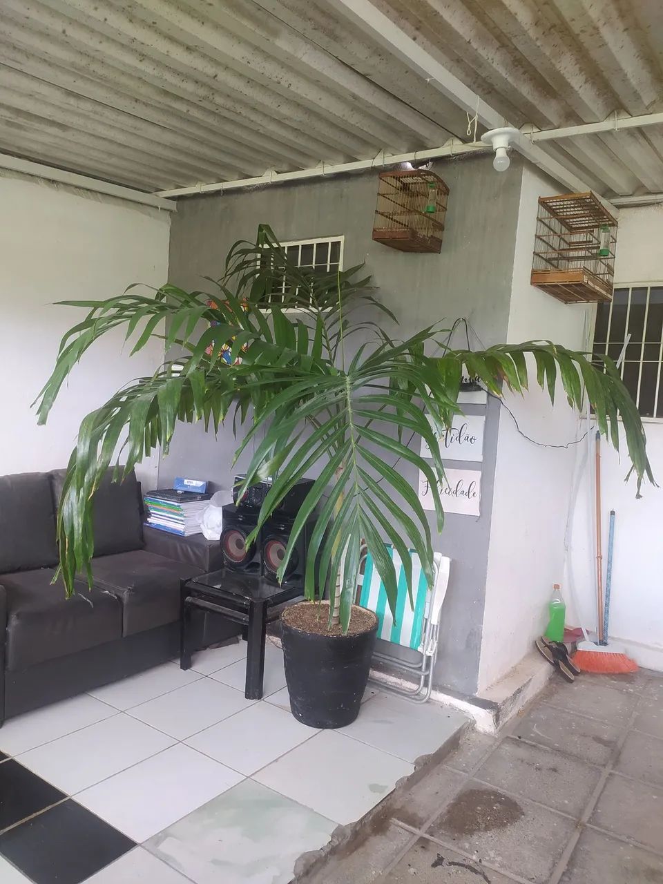 Palmeira Areca - Planta de Interior - Foto 3