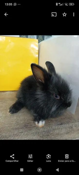 Coelhinho fofinho mini Lion  - Foto 4