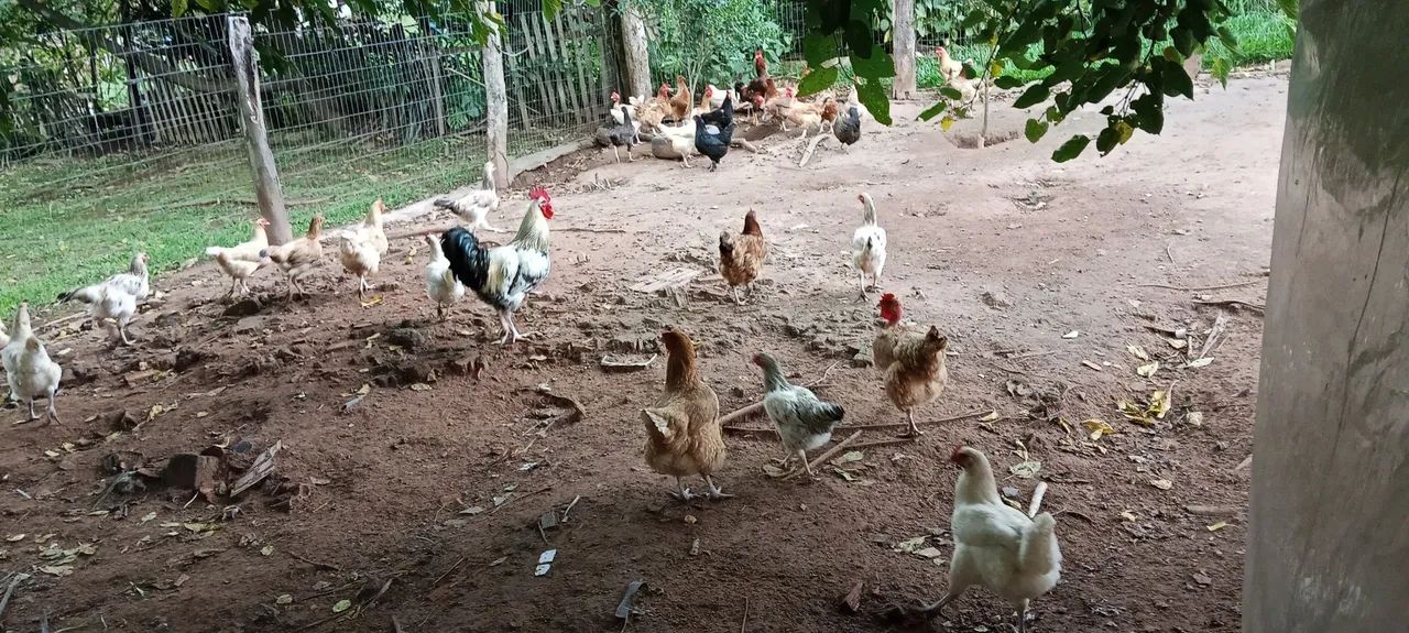 Vendo galinhas adultas (a sua escolha) - Foto 5