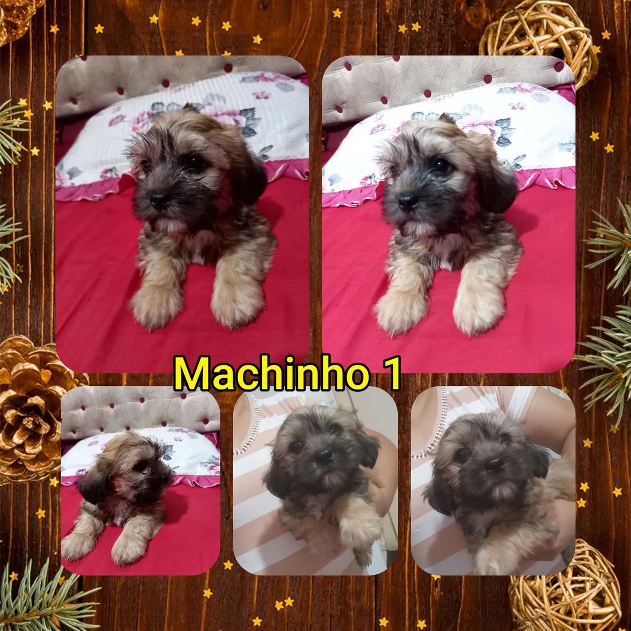 Filhote MACHINHO de shitzhu - Foto 2