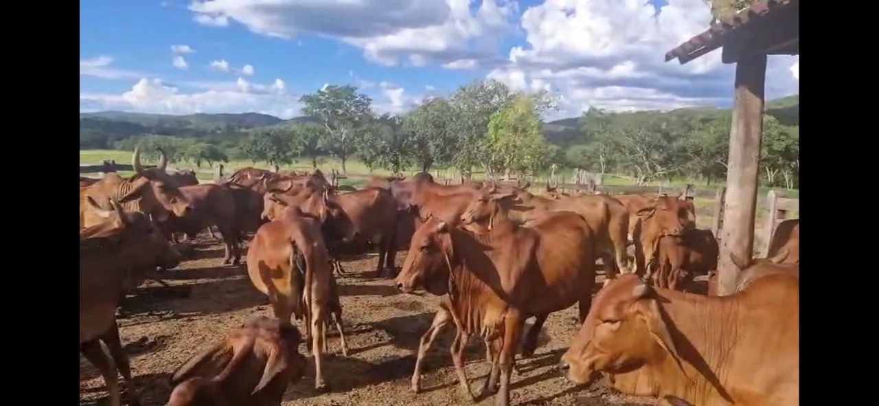 Vacas sindi P.O - Foto 2