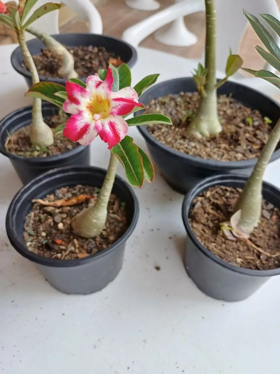 DESERT ROSES - $30.00 EACH64292884232195124