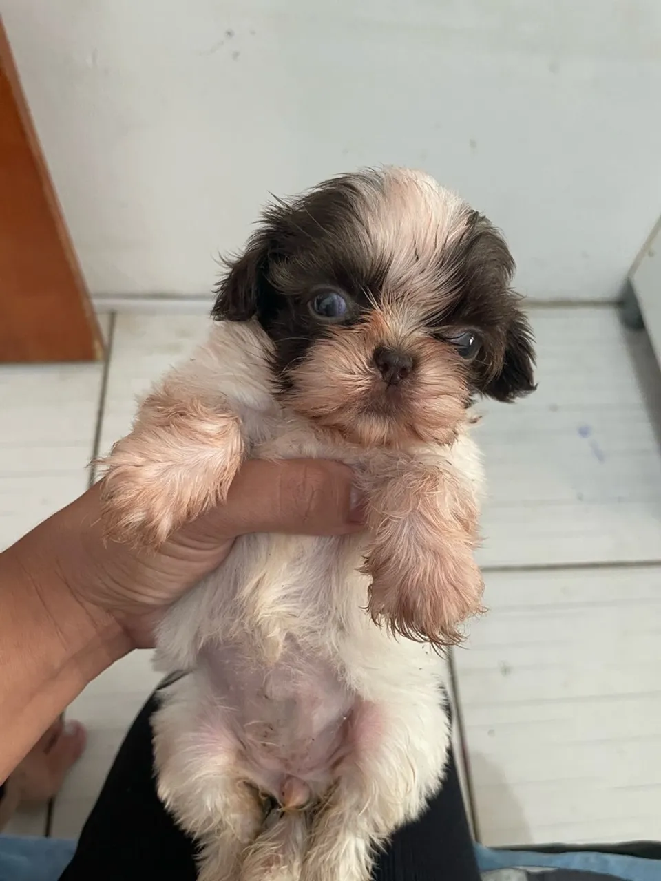 Filhote Shih Tzu