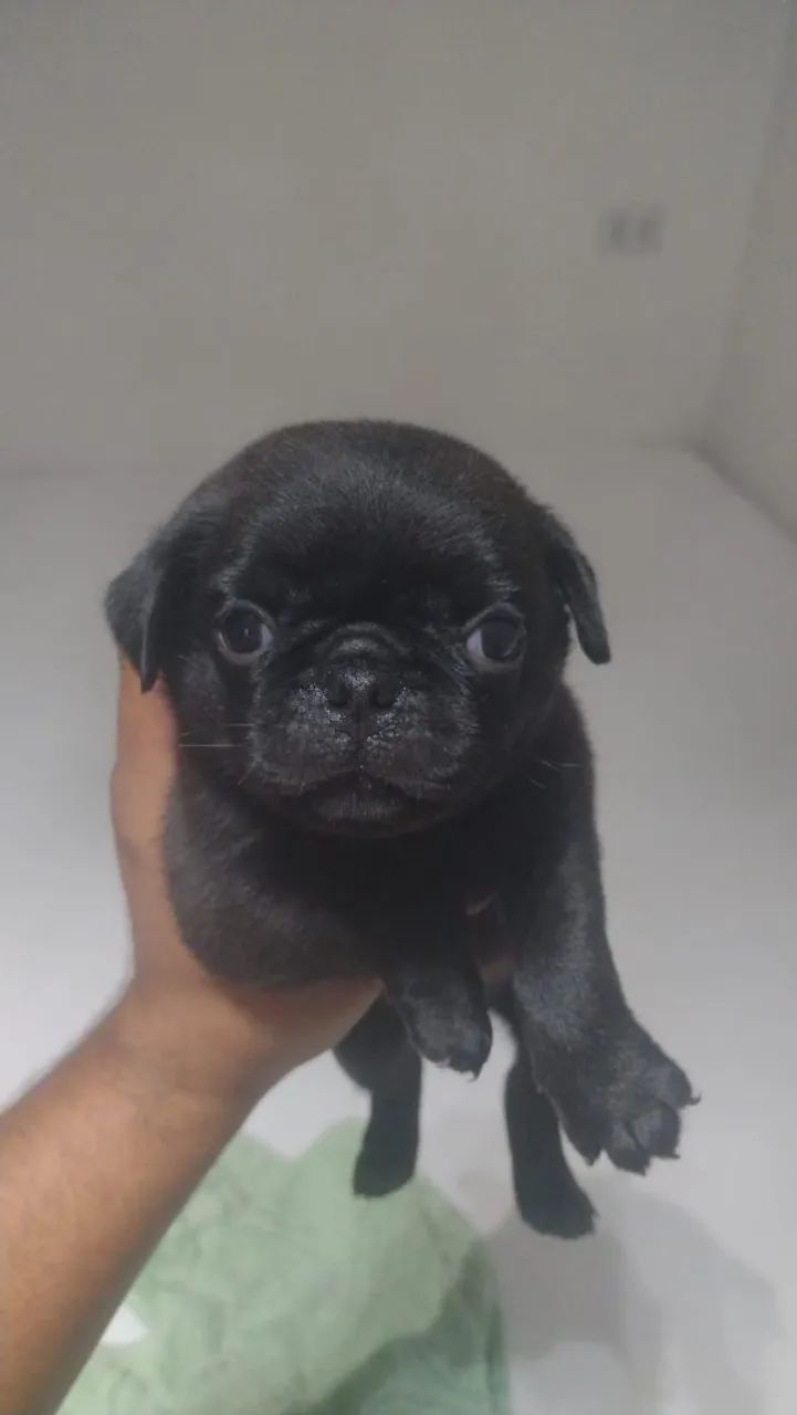 Filhote Pug Preto, Eles Já Estão Prontos Para Levar Amor Para Sua Família!