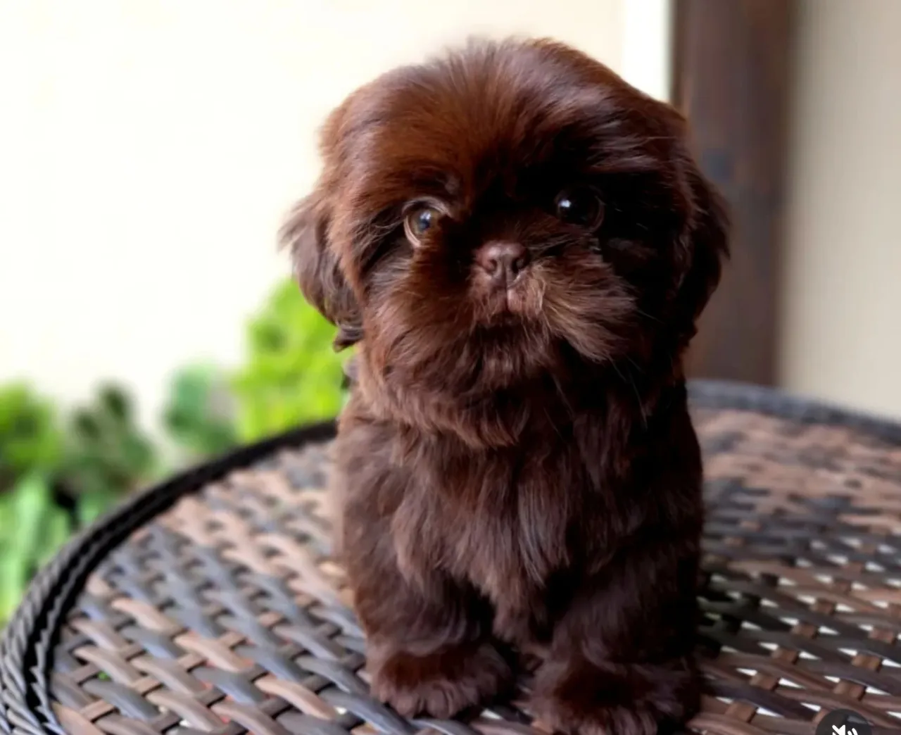 Chocolate