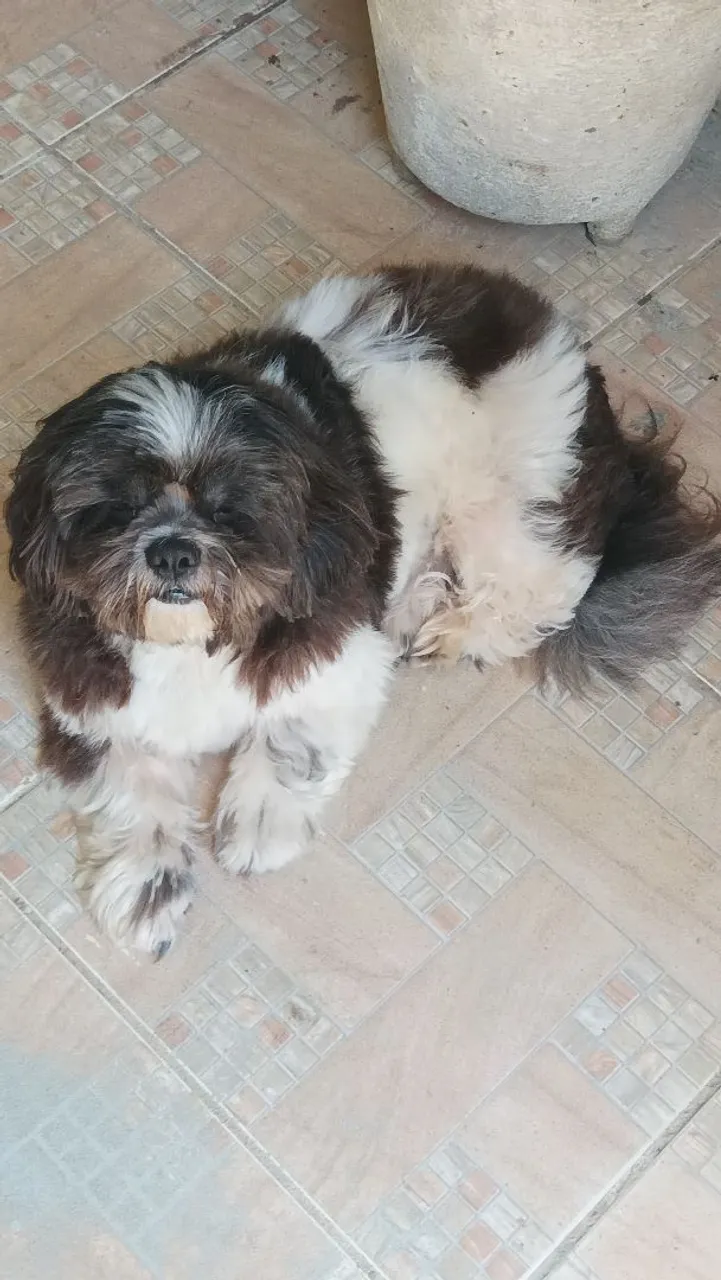 Shih Tzu para adoção