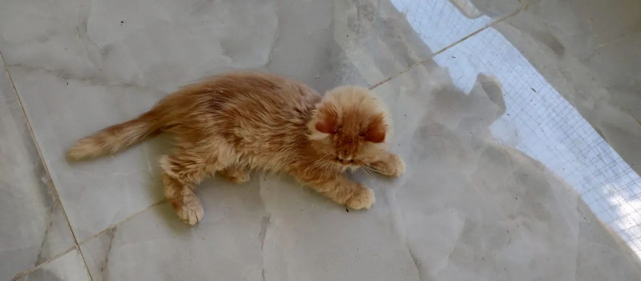 Vendo Gatinha persa 2 meses  - Foto 3